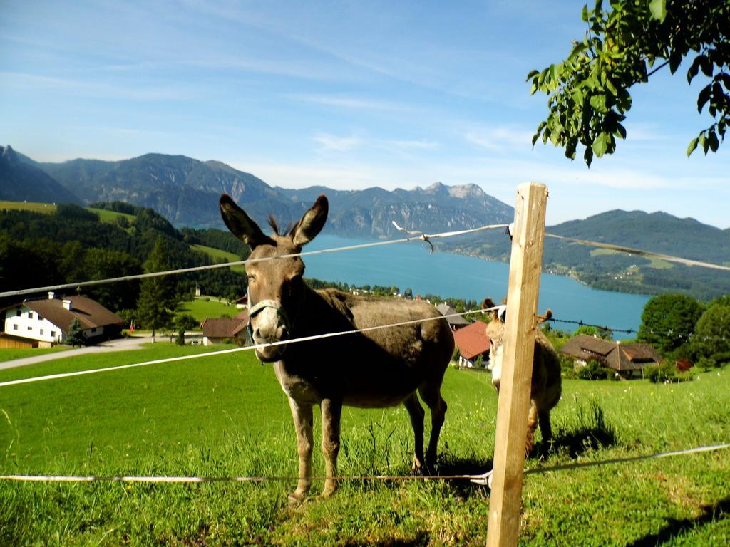 Biohof Schwanser Steinbach am Attersee Bagian luar foto