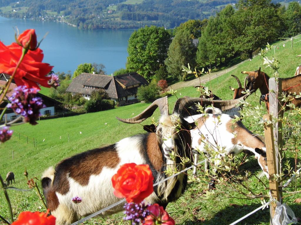 Biohof Schwanser Steinbach am Attersee Bagian luar foto